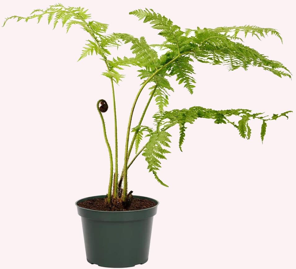 Australian Tree Fern