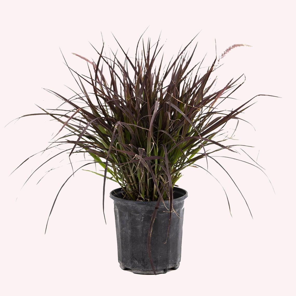 Purple Fountain Grass