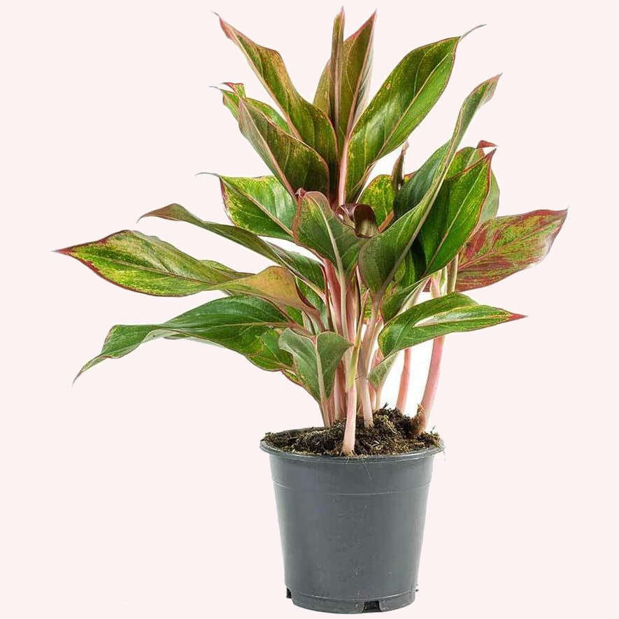 Aglaonema