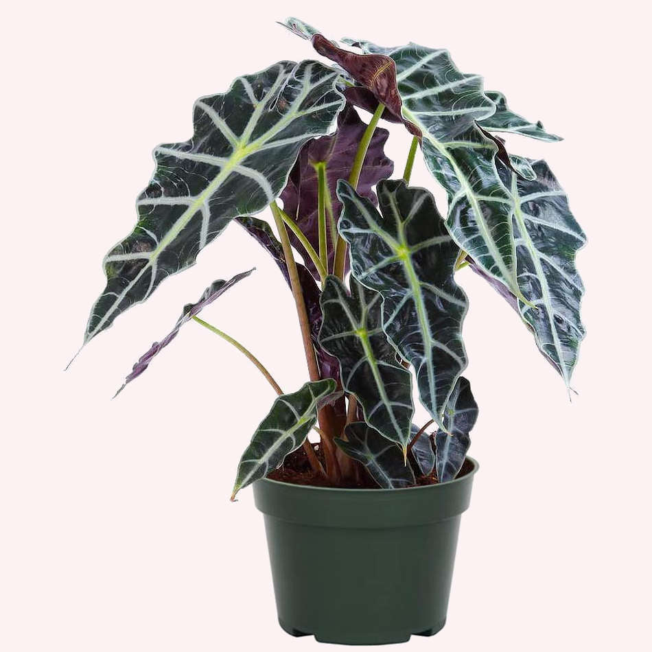 ALOCASIA POLLY