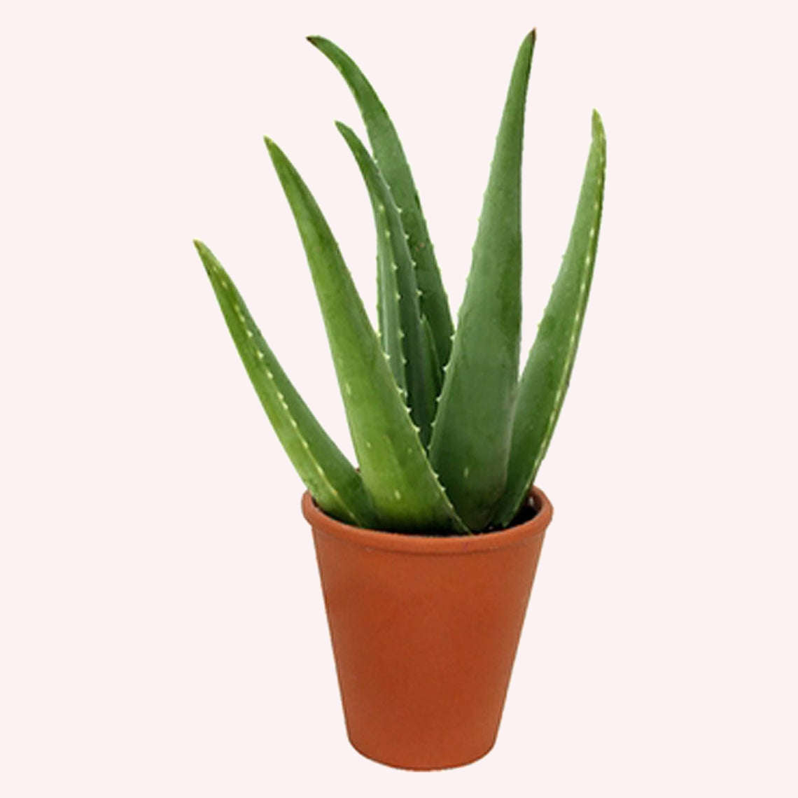 ALOE