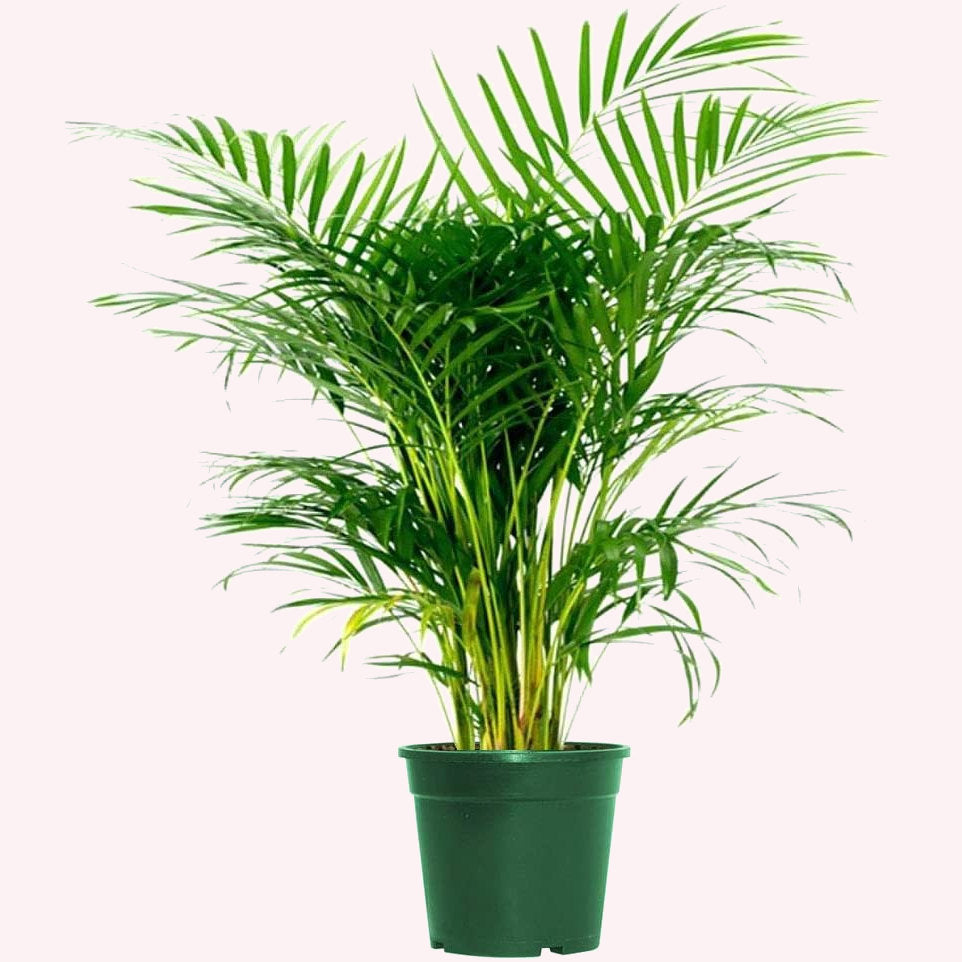 ARECA PALM