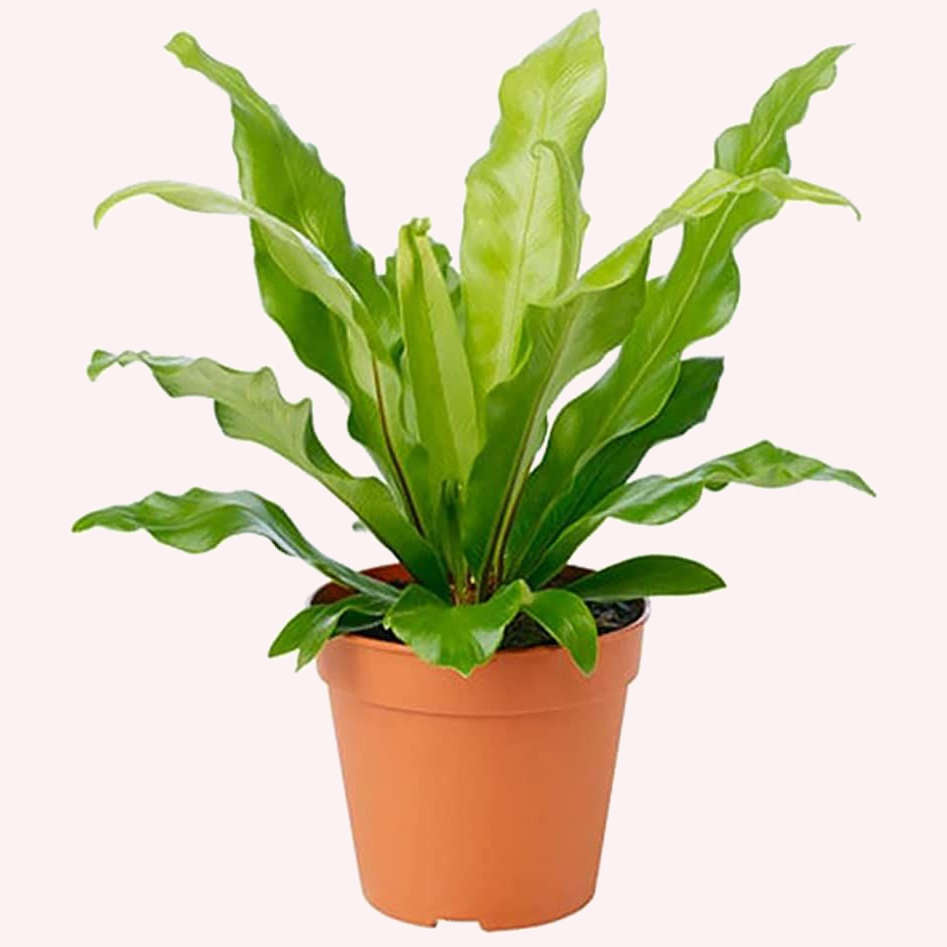 BIRD'S NEST FERN