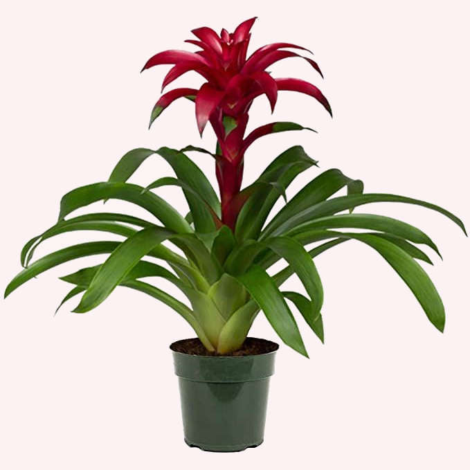 BROMELIAD GUZMANIA