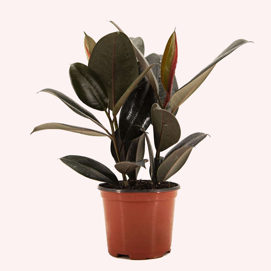 Burgundy Rubber Tree