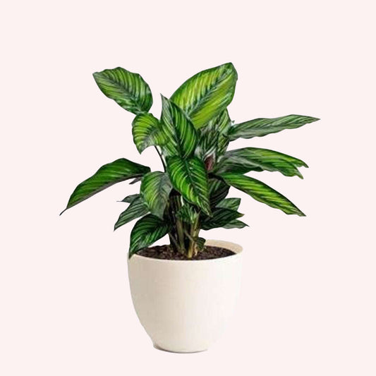 Pin Stripe Calathea - Live Plant in a 4 Inch Pot - Calathea Ornata - B –  Wekiva Foliage