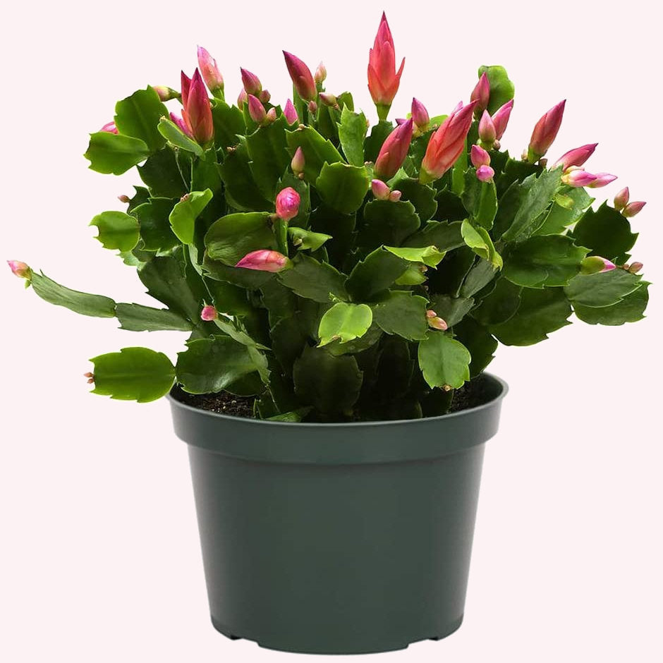 Christmas Cactus