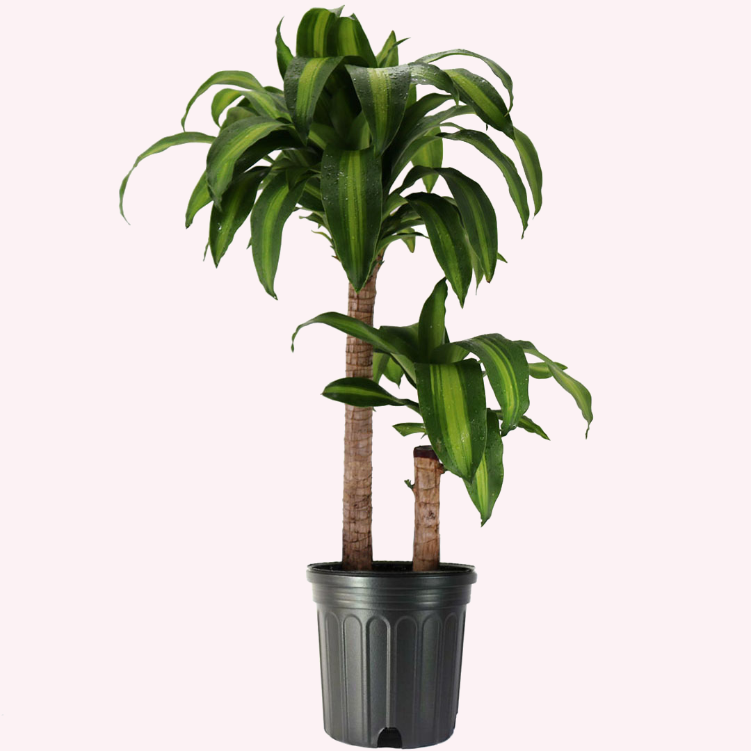 Dracaena Corn Plant