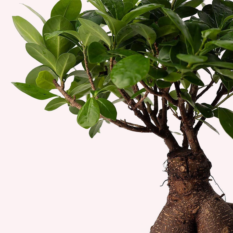 Buy Ficus Ginseng Year Bonsai | American Plant Exchange AmericanPlantExchange