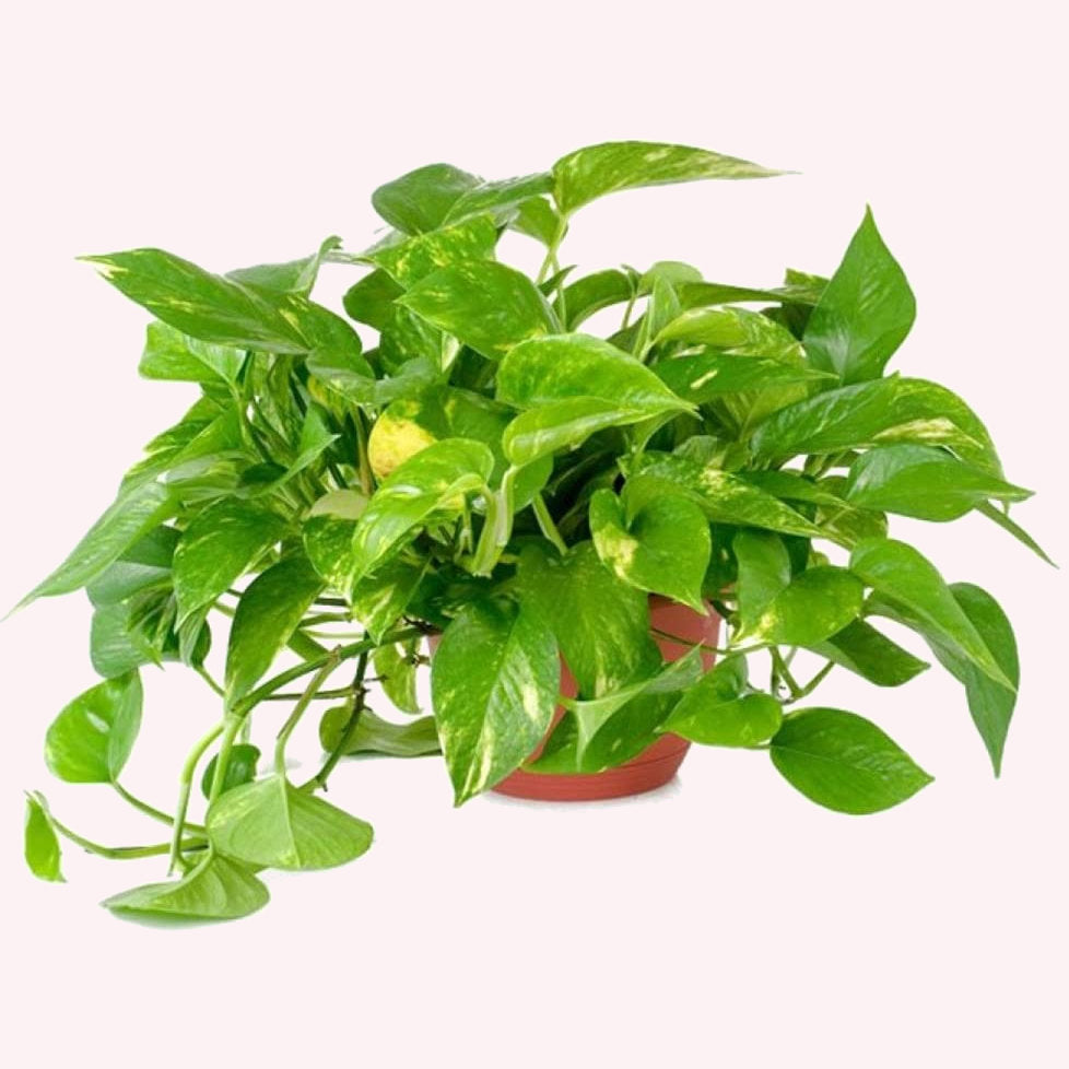 Pothos