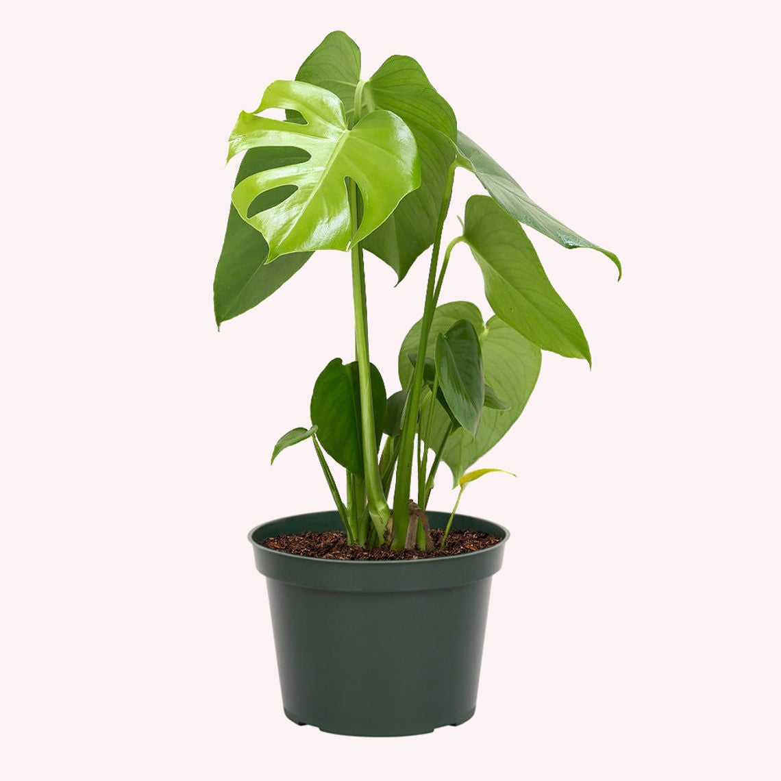 MONSTERA DELICIOSA