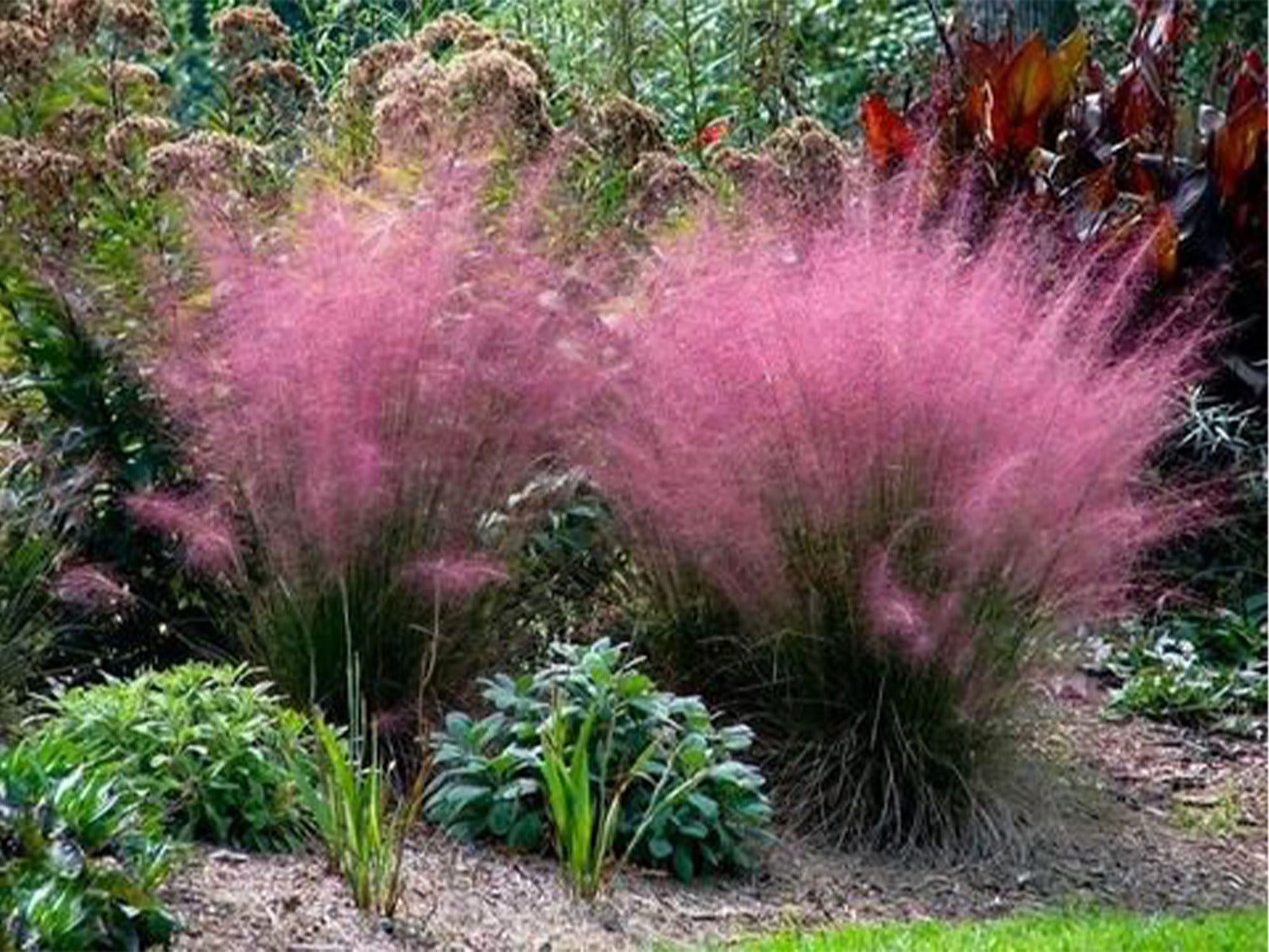 Pink Muhly Grass