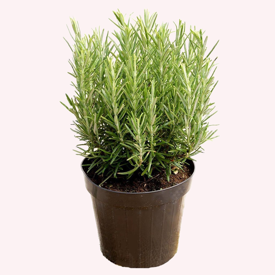 Rosemary