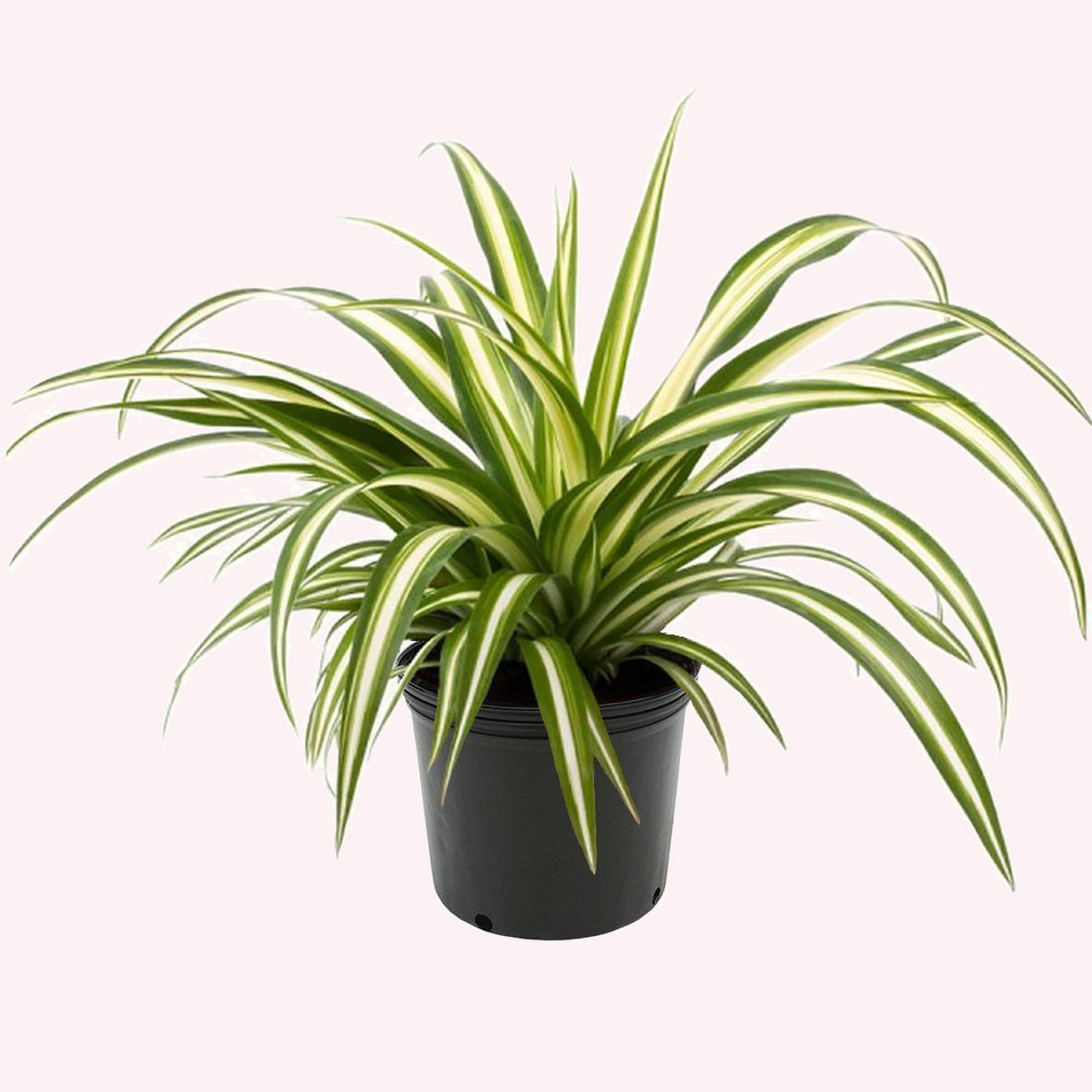 SPIDER PLANT