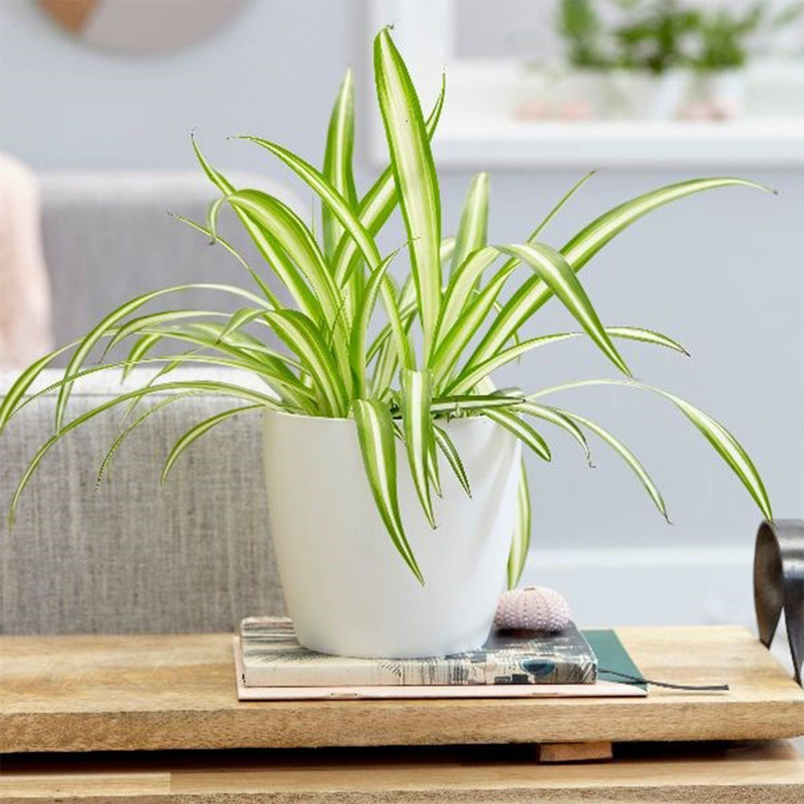 Buy a Spider Plant Easy Care | American Plant – AmericanPlantExchange
