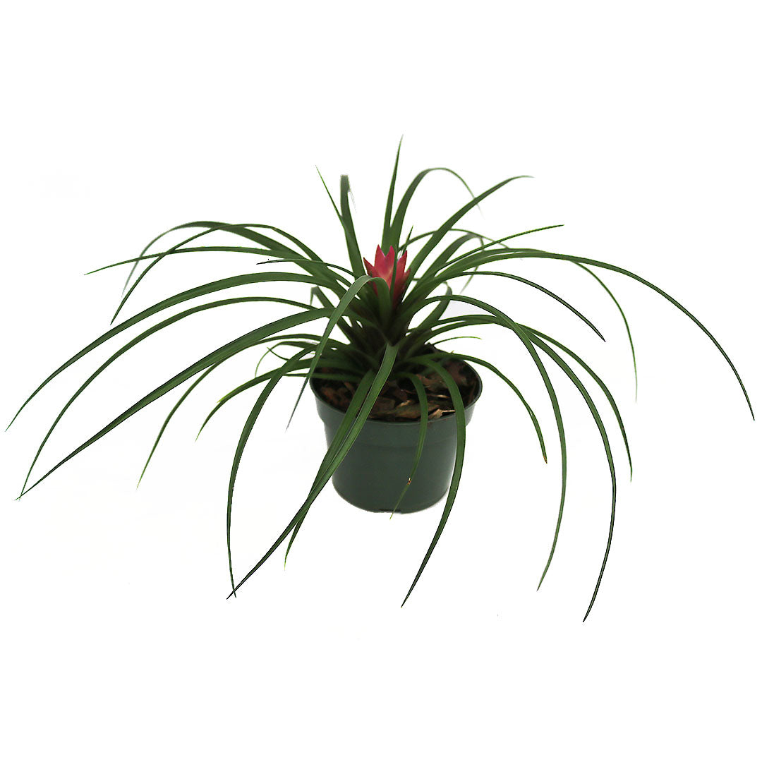 Tillandsia