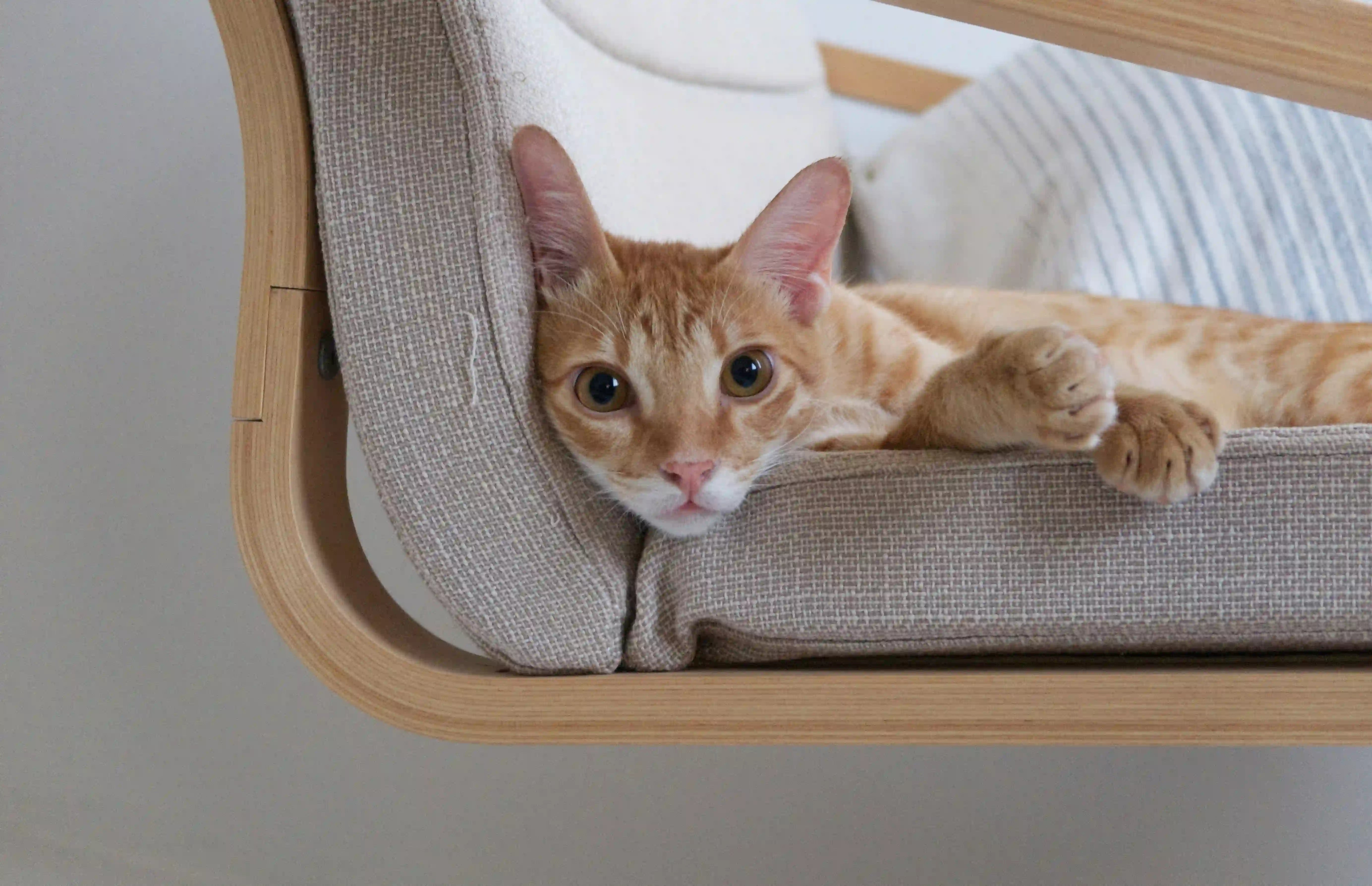 cat sleep on hammock