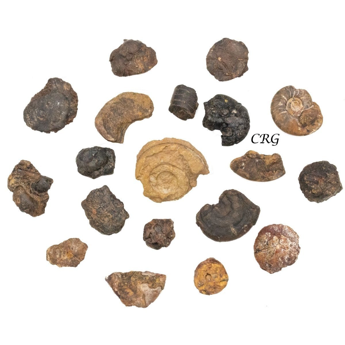Ammonite Mixed Rough Fossils (Size 0.5 to 1 Inch) Bulk Wholesale Lot Fossils