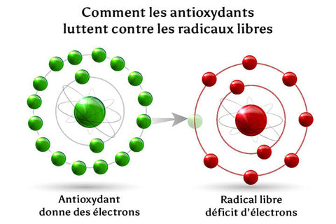 radicaux libre blog inalterra