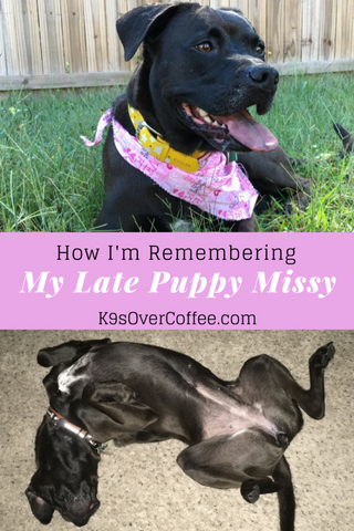 How I'm remembering my dog Missy