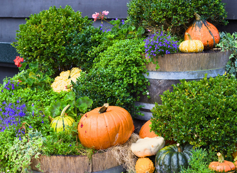 fall garden