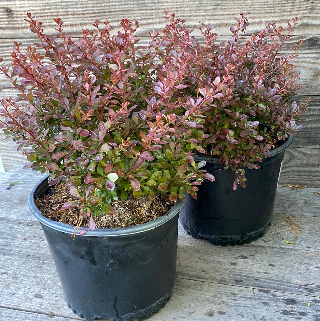 Berberis Thunbergii Crimson Pygmy ~ Crimson Pygmy Barberryn Gobuyplants