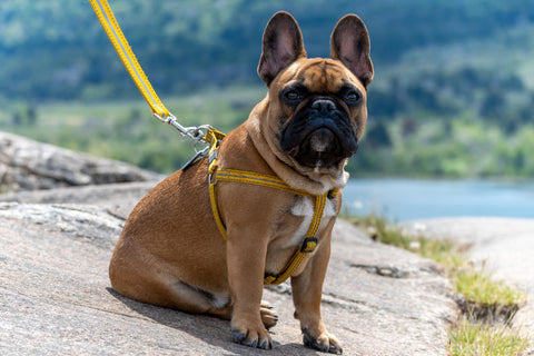 French Bulldog wearing a harness