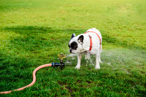 Dog Playing in sprinkler