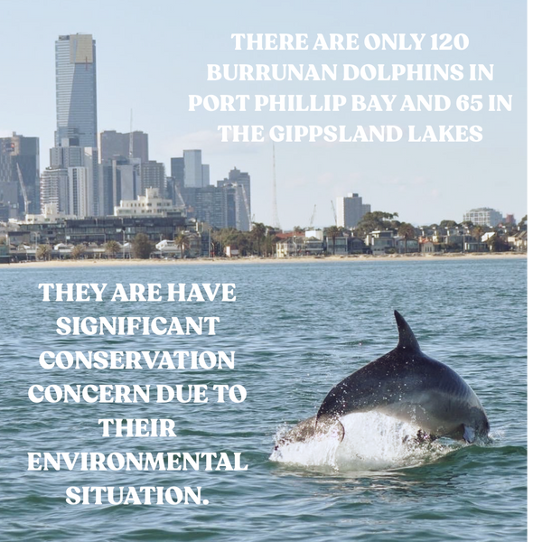 Yogi Peace club donation to dolphins Marine Mammal Foundation