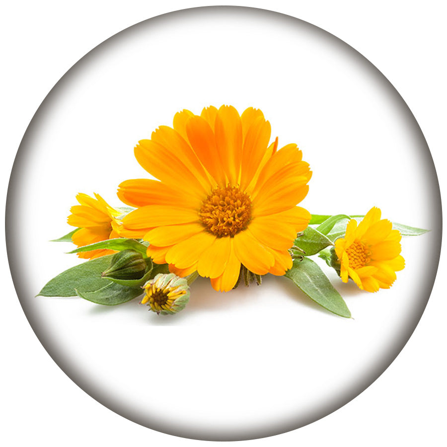 Calendula