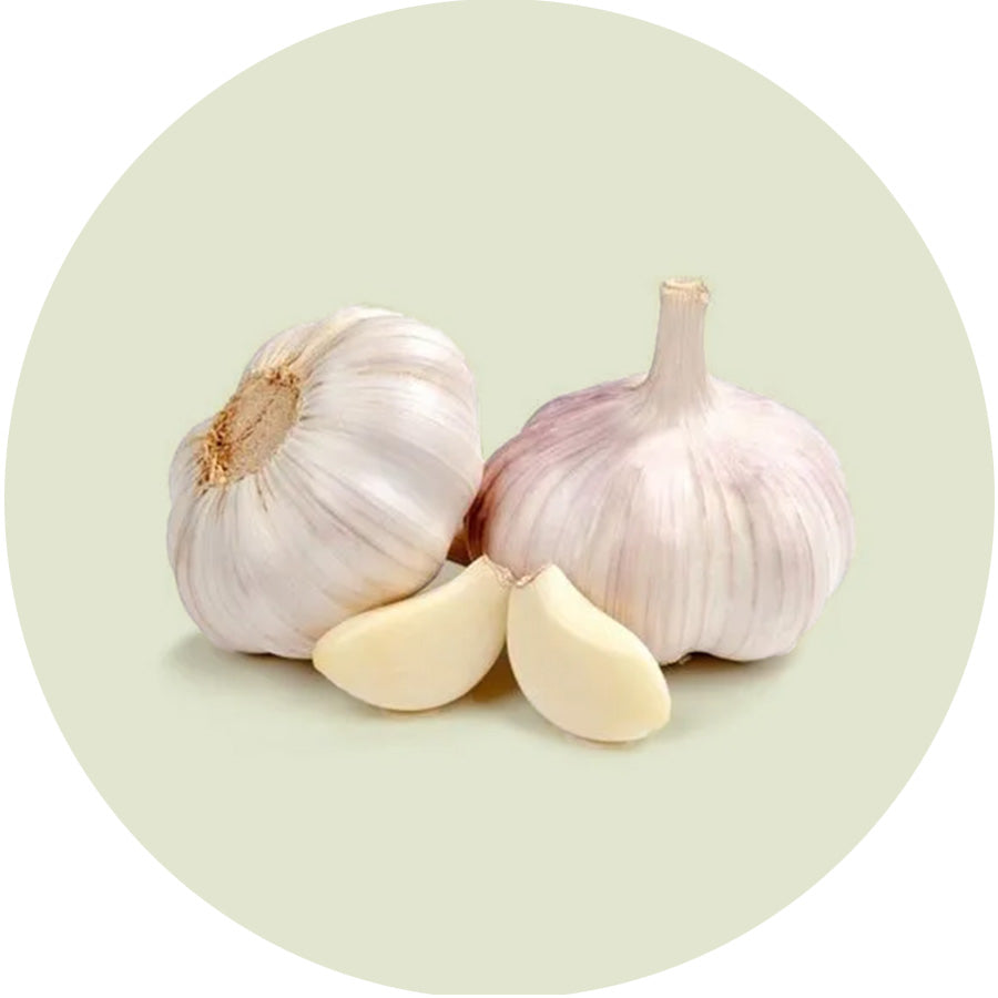 Garlic