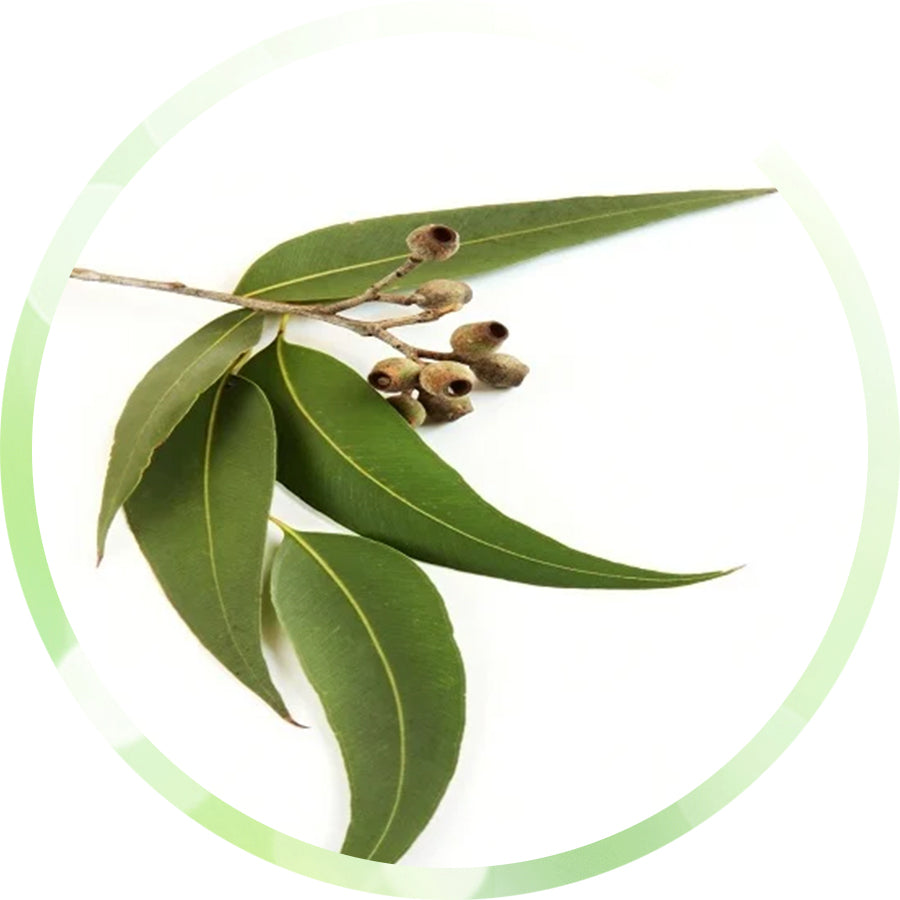 Eucalyptus