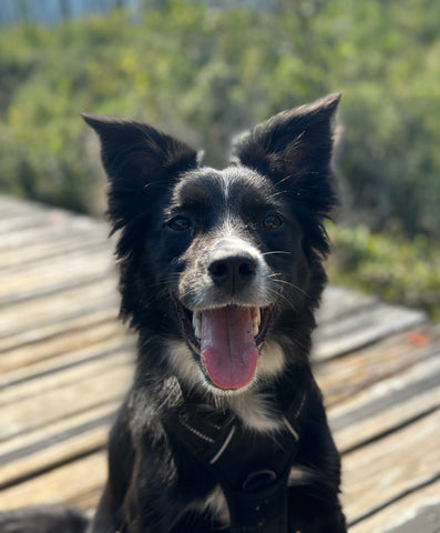 Excited dog smiling in the park