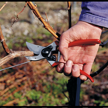 pruning.png__PID:160cf9be-e712-4b02-8a24-50657ad9d27e