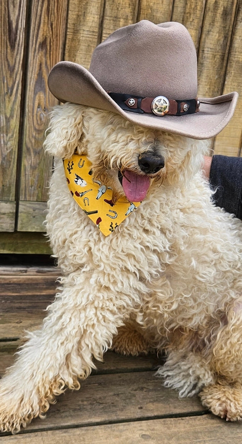 The Wandering Paw Co.  cover image
