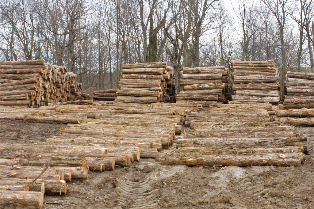 northern_kentucky_cedar_llc_cedar_log_buying_buyer