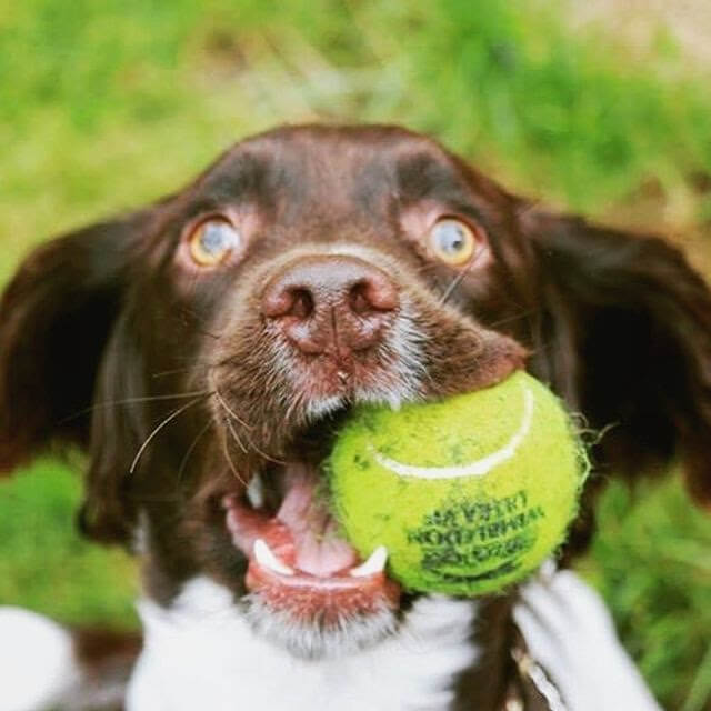 Brown and white dog happily holding a tennis ball in its mouth.