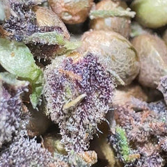 Regular organic cannabis seeds