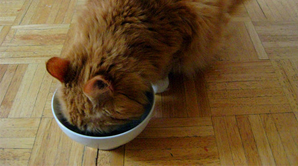 Pomôžte vašej mačke schladiť sa v letných mesiacoch domácou ľadovou pochúťkou 71 - pre milovníkov mačiek
