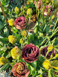 Brown Lisianthus