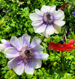 Purple and white anemone