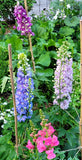 Delphinium