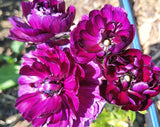 Ranunculus, purple