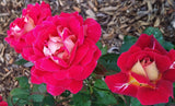 Red Heirloom Rose