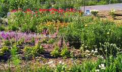 Rows of flowers