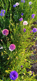 Centaurea, Cornflowers