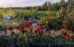 Snapdragons in the setting sun