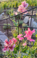 Sweet Pea, pink