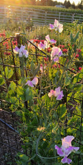 Sweet Pea, purple