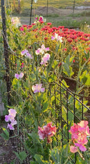 Sweet Pea, purple, white